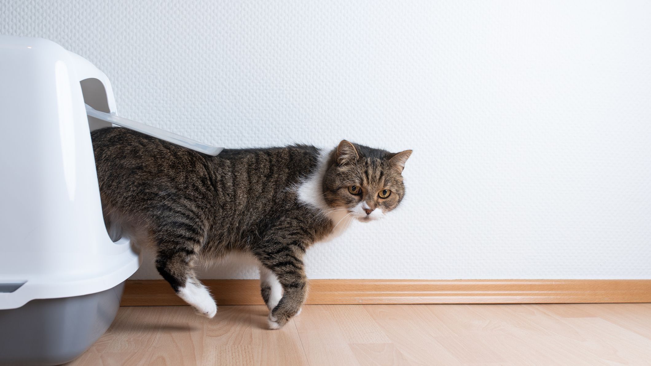 side view of tabby british shorthair cat leaving hooded gray cat litter box with flap entrance on wooden floor in front of white wall with c
